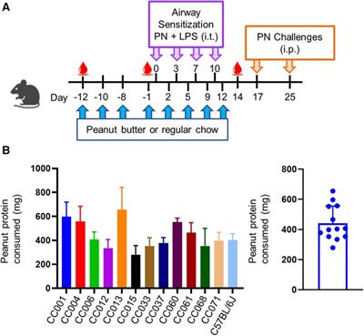 Peanut butter feeding induces oral tolerance in genetically diverse collaborative cross mice